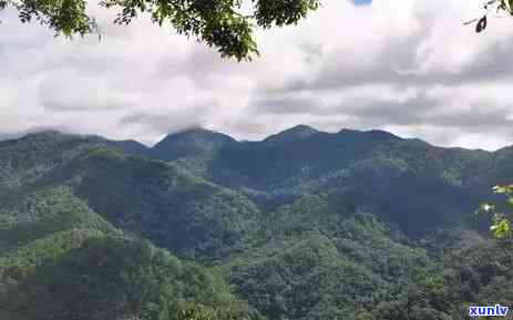 易武茶哪个山头-易武茶哪个山头喝