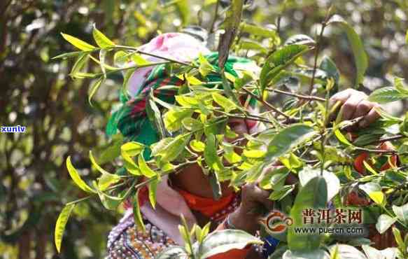 易武茶区各山头茶的价格、茶叶、茶馆及品质全解析