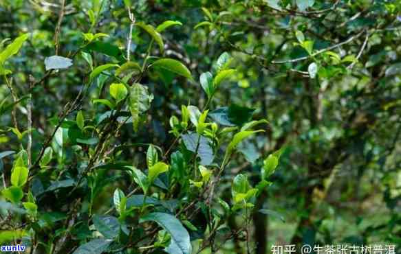 易武茶区茶叶的特点-易武茶区茶叶的特点是什么?