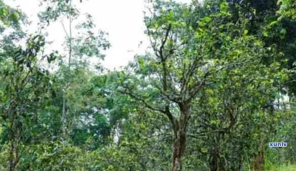 易武高山寨茶叶特点，探秘易武高山寨：揭秘其独特茶叶特点