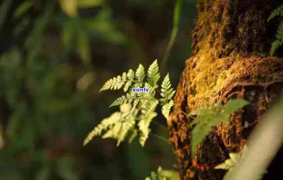 易武古树普洱茶生茶价格，探寻古韵味道：易武古树普洱茶生茶价格全解析