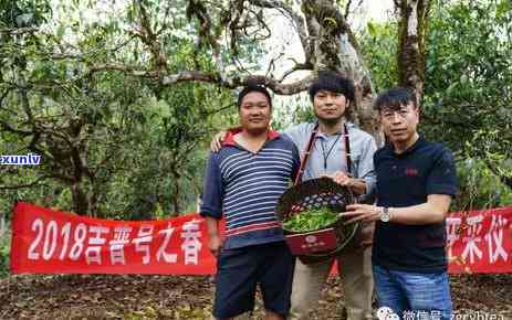 吉普号易武茶怎么样值得买吗，评测：吉普号易武茶，口感如何？是否值得购买？