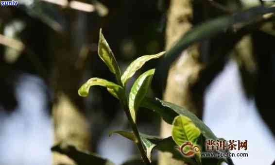 易武弯古树茶图片-易武弯古树茶特点