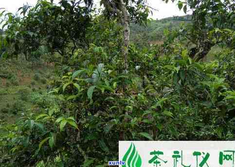 易武荒山古树茶口感-易武荒山普洱茶简介