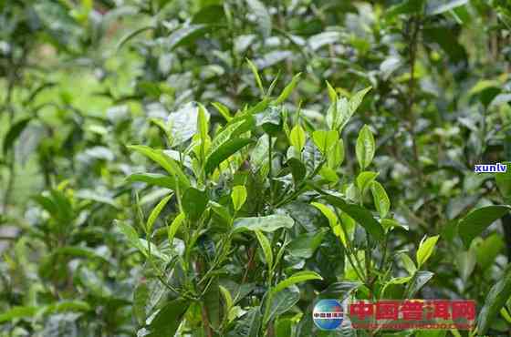 易武荒山古树茶口感-易武荒山普洱茶简介