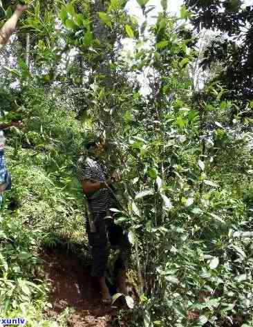 易武曼松古树茶特点：西双版纳口感醇厚，曼香气独特