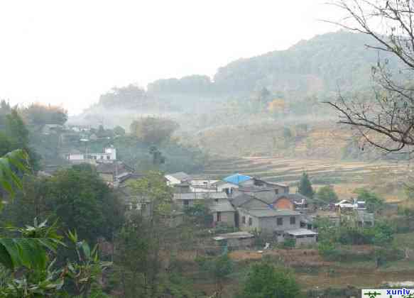 易武田坝古树茶特点简介，探秘易武田坝古树茶的独特魅力