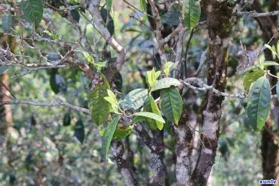 易武荒田古树茶特点-易武荒田古树茶特点介绍