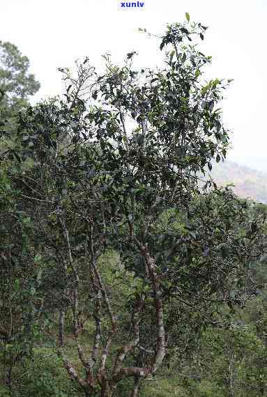 易武七村八寨古树茶-易武七村八寨古树茶价格