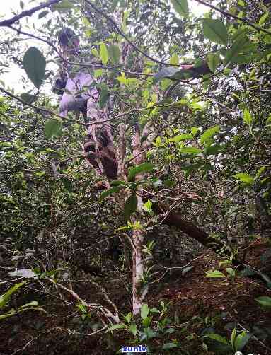 易武高山寨茶树品种与特点全解析