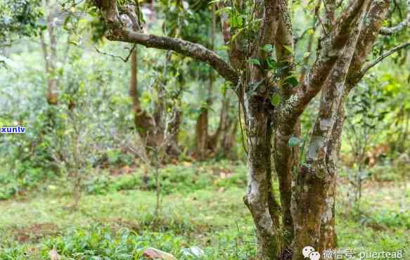 易武高山寨茶树品种与特点全解析