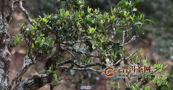 易武高山古树茶特点-易武高山古树茶特点介绍