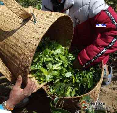 忙肺古树纯料茶的价格及功效解析