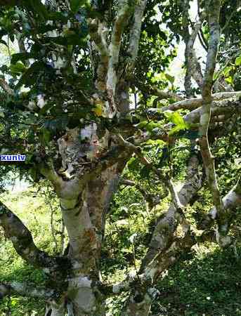 百花潭古树茶口感，品味历韵味：百花潭古树茶的独特口感探索