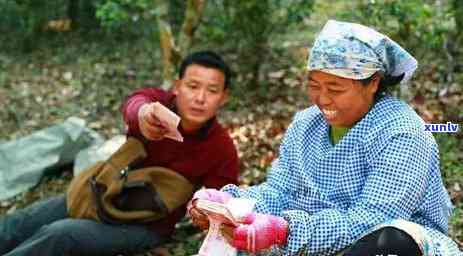 冰岛古树属于哪种茶？详解其茶类、茶种及口感