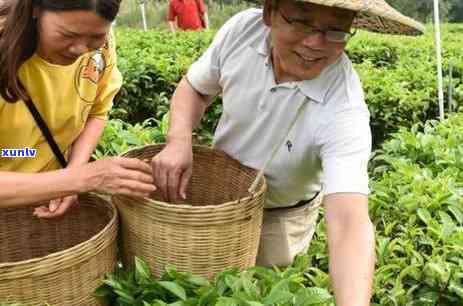 优质茶叶品质的特征-优质茶叶品质的特征是什么