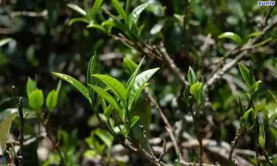 勐海有冰岛茶吗，探寻云南特色：勐海是否有冰岛茶？