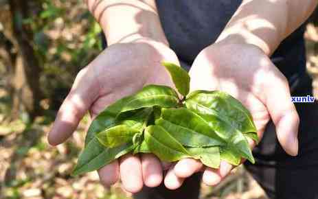 云南勐海大茶厂冰岛黄金条：2012年古树茶、坝糯茶厂冰岛及勐库黄金砖生茶全收录