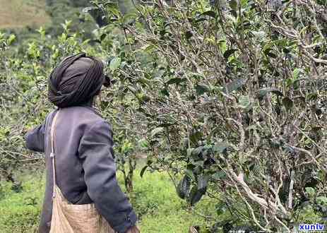 云南勐海大茶厂冰岛黄金条：2012年古树茶、坝糯茶厂冰岛及勐库黄金砖生茶全收录