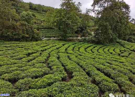 无量山茶厂： *** 、价格、产区、特点及茶农技艺全解析