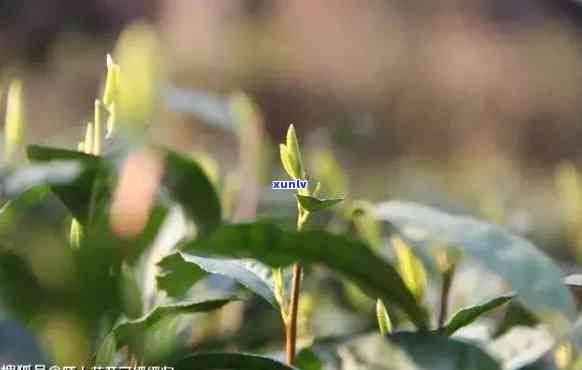 茶叶对植物生长的影响，探究茶叶对植物生长的微妙影响