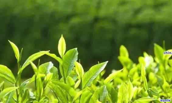 茶叶对植物有好处吗-茶叶对植物有好处吗知乎