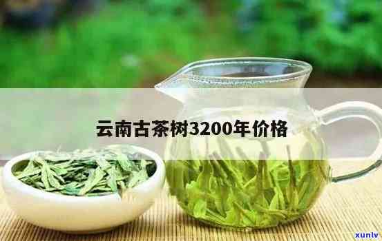 云南古树茶叶的价格-云南古树茶叶的价格是多少