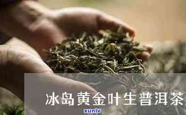 冰岛黄金叶是红茶吗还是绿茶，解惑：冰岛黄金叶是红茶还是绿茶？