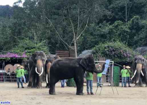 野象谷好玩么，探秘神秘的野象谷：一次难忘的游玩体验！