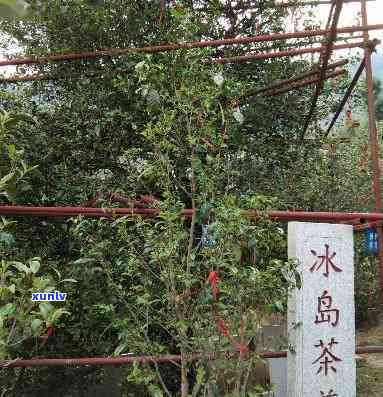 中国茶山冰岛在哪里-中国茶山冰岛在哪里啊