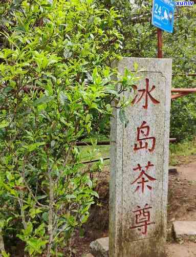 中国茶山冰岛在哪里-中国茶山冰岛在哪里啊