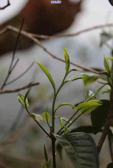 坝糯藤条古树茶特点，探寻古老韵味：坝糯藤条古树茶的独特魅力