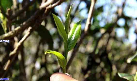 坝糯藤条古树茶叶底-坝糯藤条古树茶特点