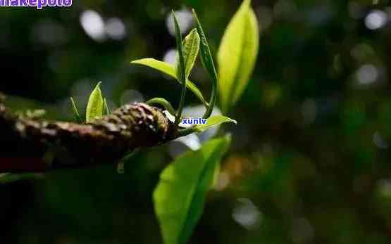 古树茶茶叶有锯齿吗？全网高清图鉴，一文看懂古树茶的锯齿形态与价格！