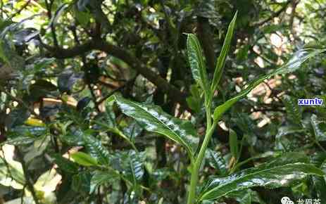 雨林古树茶质量如何，探究雨林古树茶的品质：一场味蕾与自然的对话