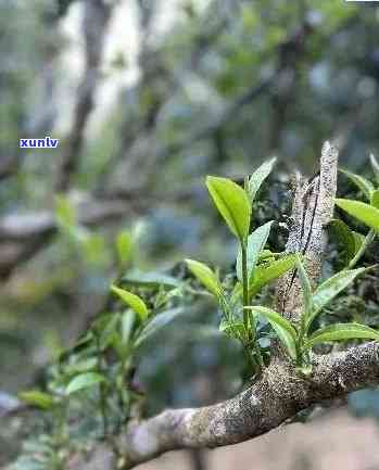 雨林古树茶，探索神秘的雨林古树茶：一种独特的饮品体验