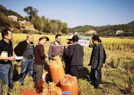 武夷山茶叶最贵排名揭晓：哪些品种最昂贵？