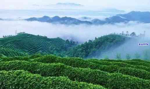 浙江州生产什么茶叶，揭秘浙江州的茶叶产地，你最喜欢哪一种？