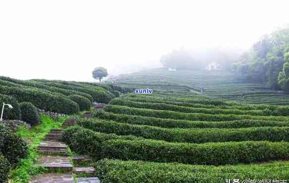 浙江州产什么茶叶-浙江州产什么茶叶?