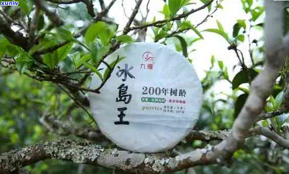 垦库冰岛五寨古树茶-冰岛五寨古树茶价格