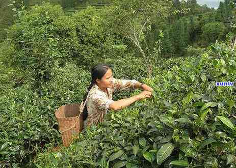 云南最有名的茶叶名称是什么？揭晓云南十大名茶