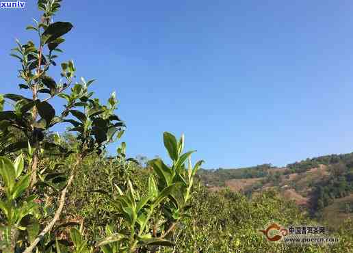 冰岛五寨茶是哪五寨？详解其特点及古树茶图片