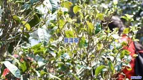 冰岛五寨茶是哪五寨？详解其特点及古树茶图片