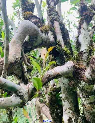 冰岛坝歪茶多少钱一公斤？详解云南冰岛坝歪茶特性、古树茶特点及口感