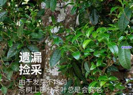 冰岛黄金叶价格，揭秘冰岛黄金叶价格：为何被誉为世界上最昂贵的茶叶？