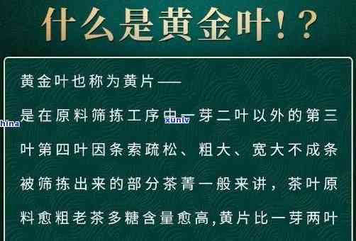 冰岛黄金叶是生茶还是熟茶，探究冰岛黄金叶：它是生茶还是熟茶？