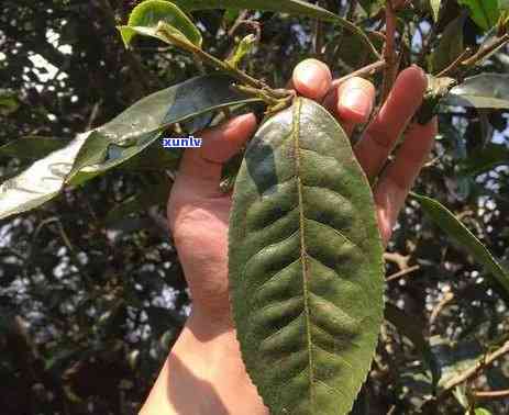 云南最贵的茶叶价格是多少，揭秘云南最贵茶叶的价格！