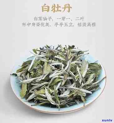 云南白牡丹茶叶价格-云南白牡丹茶叶价格表