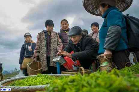 口含茶叶有什么好处-口含茶叶有什么作用