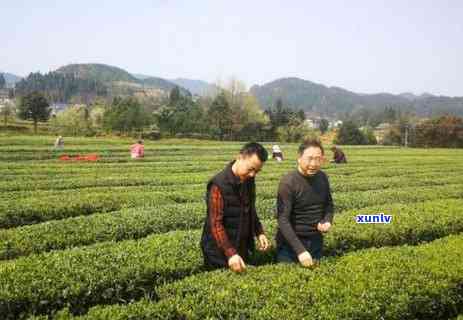 口含茶叶有什么好处-口含茶叶有什么作用